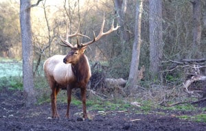Elk at Cold Creek Ranch Texas
