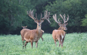 Red Stags at Cold Creek Ranch Texas