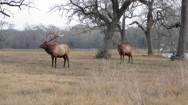 Elk For Sale In Texas