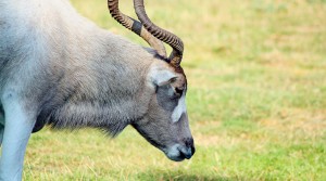 Addax Antelope for Sale