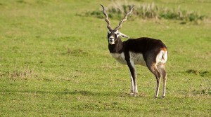 Blackbuck Antelope In Texas