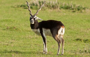 Black Buck Antelope at Cold Creek Ranch Texas
