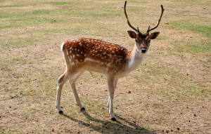 Sika Deer for Sale at Cold Creek Ranch Texas