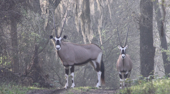 Gemsbok Antelope at Cold Creek Ranch Texas