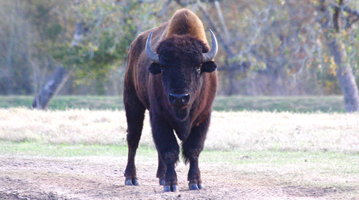 Buffalo at Cold creek Ranch Texas