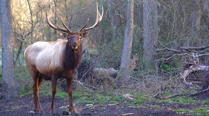 Elk at Cold Creek Ranch Texas
