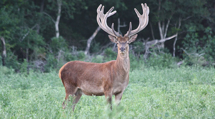 Red Stags at Cold Creek Ranch Texas