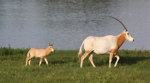 Baby Scimitar Horned Oryx at Cold Creek Ranch Texas