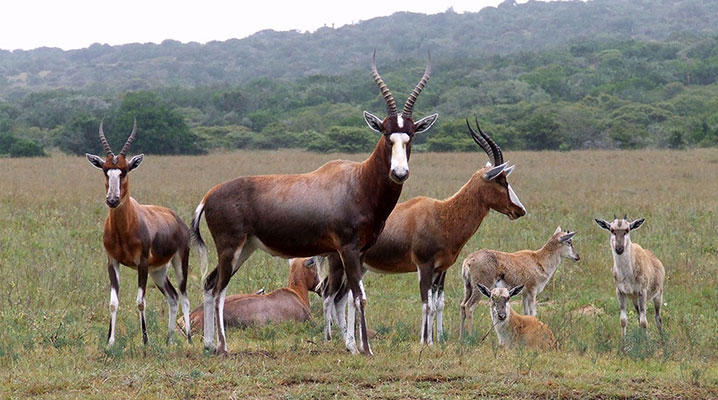 Blesbok Antelope at Cold Creek Ranch in Texas