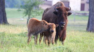 Buffalo with calves at Cold Creek Ranch Texas