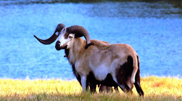 Mouflon Ram at Cold Creek Ranch Texas