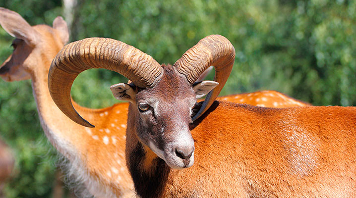 Mouflon Ram at Cold Creek Ranch Texas