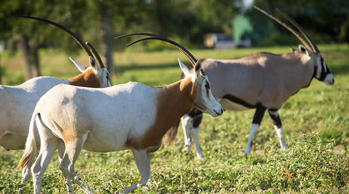 Scimitar Oryx at Cold Creek Ranch Texas