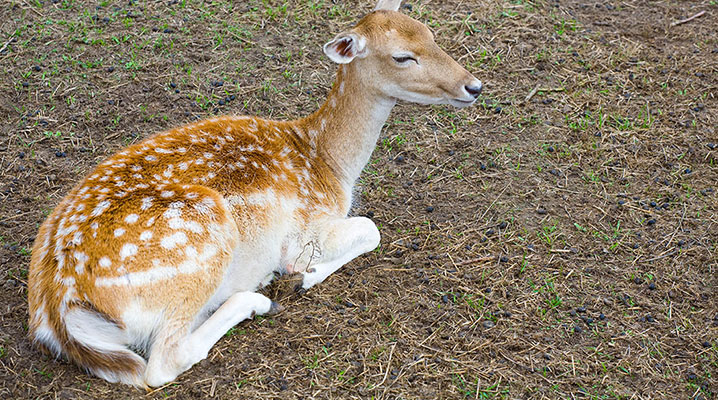 Sika deer at Cold Creek Ranch Texas