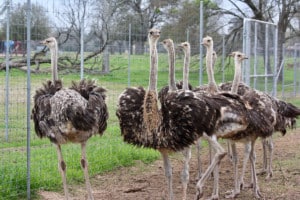 Ostriches at Cold Creek Ranch Texas March 2018