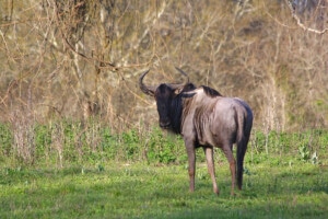 Wildebeest at Cold Creek Ranch Texas March 2018
