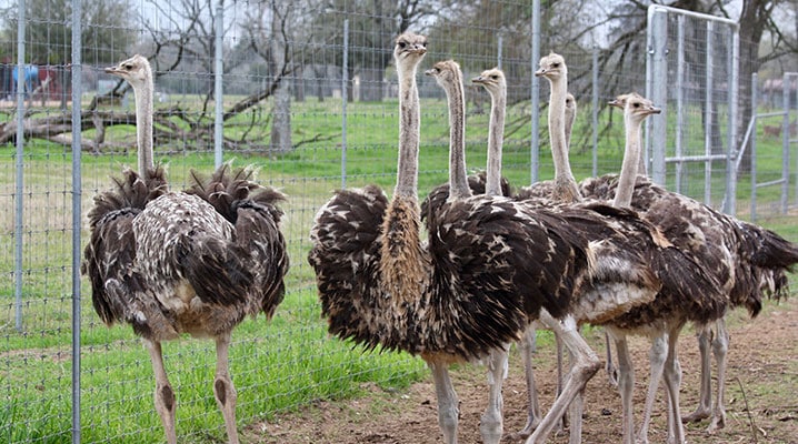 ostriches for sale in Texas 2018
