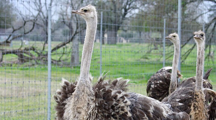 ostriches for sale in Texas 2018