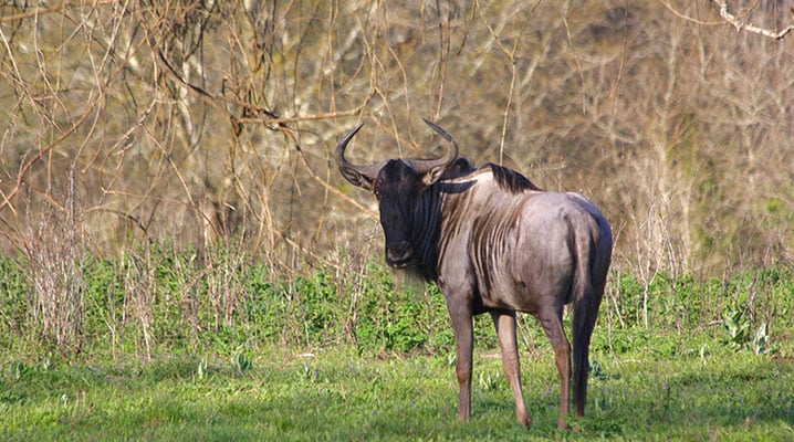 Wildebeest at Cold Creek Ranch in Texas 2018