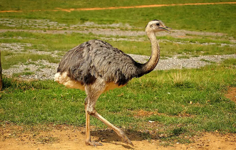 ostriches for sale in texas