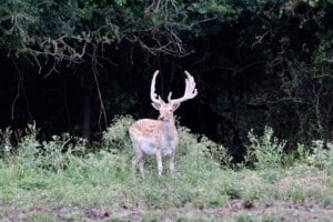 Fallow Deer for Sale in Texas