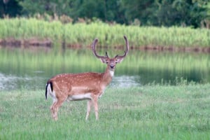 Axis Deer for Sale in Texas